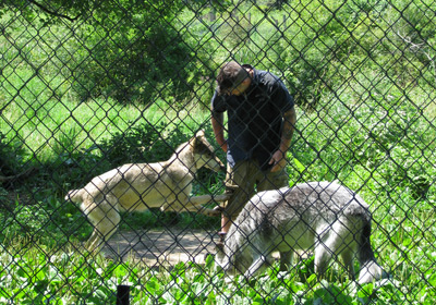 the alpha wolves at wolf hollow